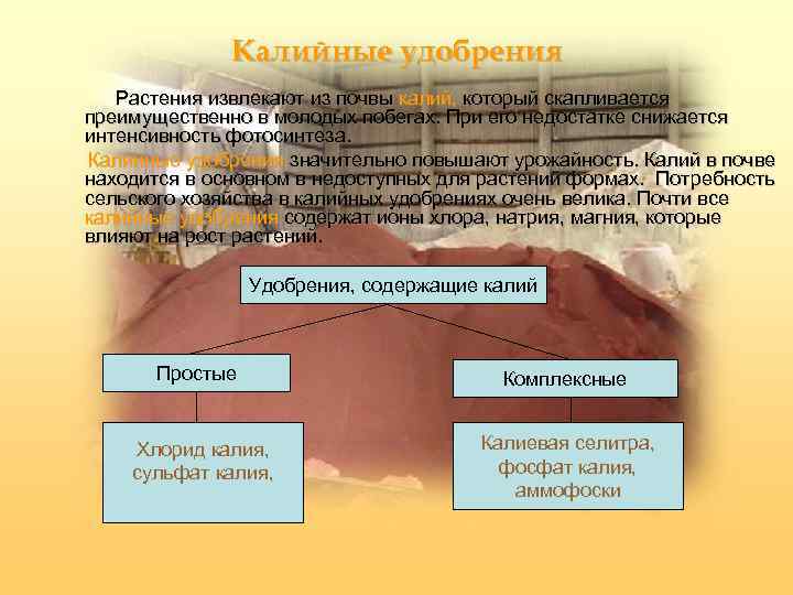 Калийные удобрения Растения извлекают из почвы калий, который скапливается преимущественно в молодых побегах. При