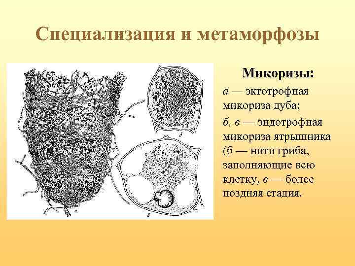 Что представляет собой микориза