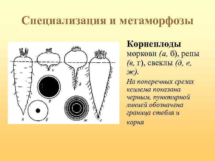 Специализация и метаморфозы Корнеплоды моркови (а, б), репы (в, г), свеклы (д, е, ж).