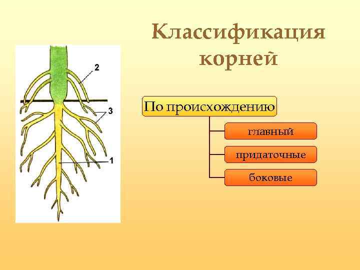 Типы корневых систем 6 класс биология