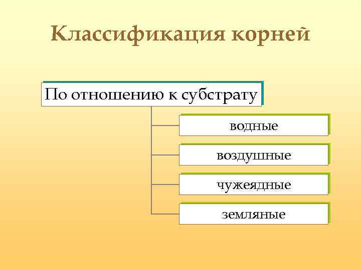 Классификация корней По отношению к субстрату водные воздушные чужеядные земляные 