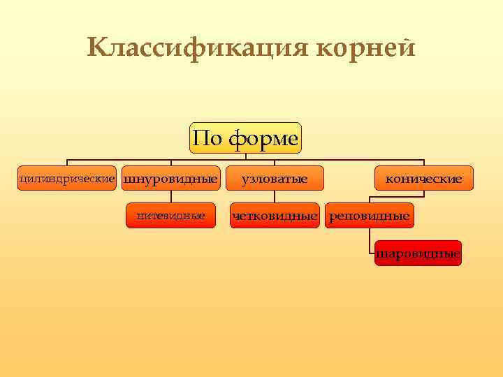 Классификация корнеплодов