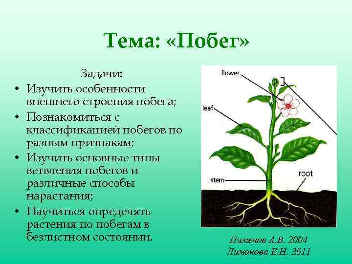 Тема: «Побег» • • Задачи: Изучить особенности внешнего строения побега; Познакомиться с классификацией побегов