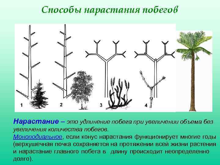 Процесс нарастания. Ветвление побегов моноподиальное симподиальное дихотомическое. Типы нарастания побегов. Растения с моноподиальным ветвлением побегов. Моноподиальное и симподиальное нарастание.