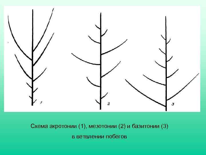 Схема акротонии (1), мезотонии (2) и базитонии (3) в ветвлении побегов 