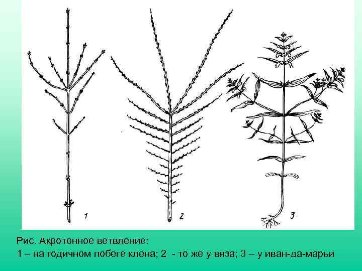 Рис. Акротонное ветвление: 1 – на годичном побеге клена; 2 - то же у