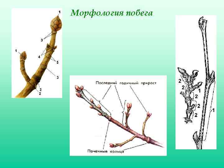 Биология 6 класс тема побеги