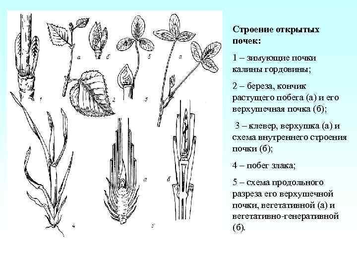 Строение открытых почек: 1 – зимующие почки калины гордовины; 2 – береза, кончик растущего