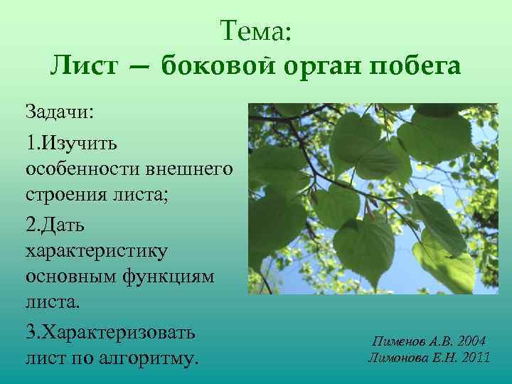 Лист это орган. Лист боковой орган побега. Листья это боковые органы. Боковой орган побега это. Лист как боковой орган.