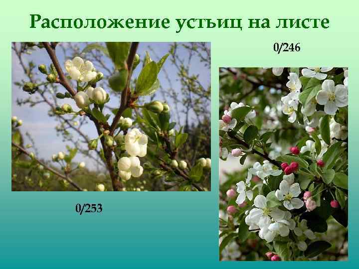 Расположение устьиц на листе 0/246 0/253 