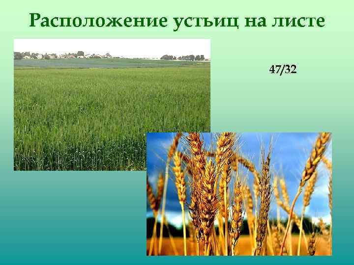 Расположение устьиц на листе 47/32 