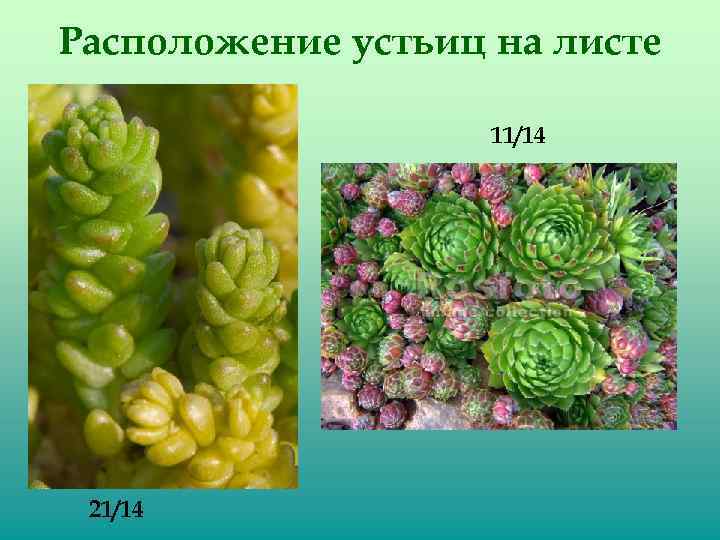 Расположение устьиц на листе 11/14 21/14 