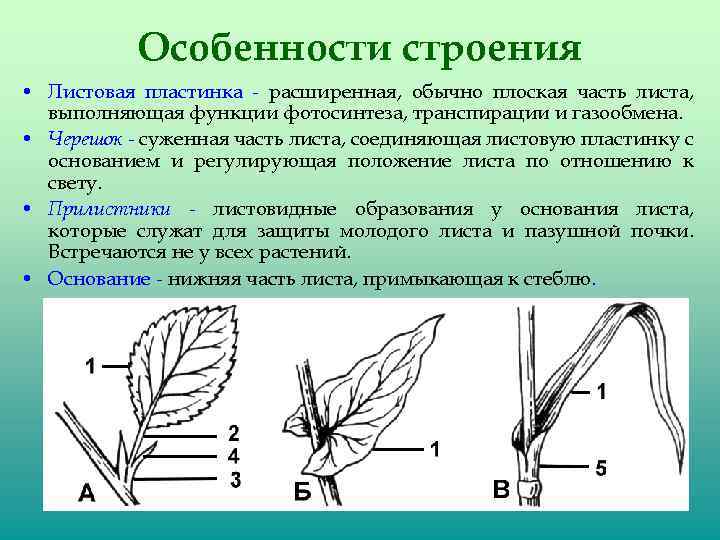 Строение листа растения особенности строения листа