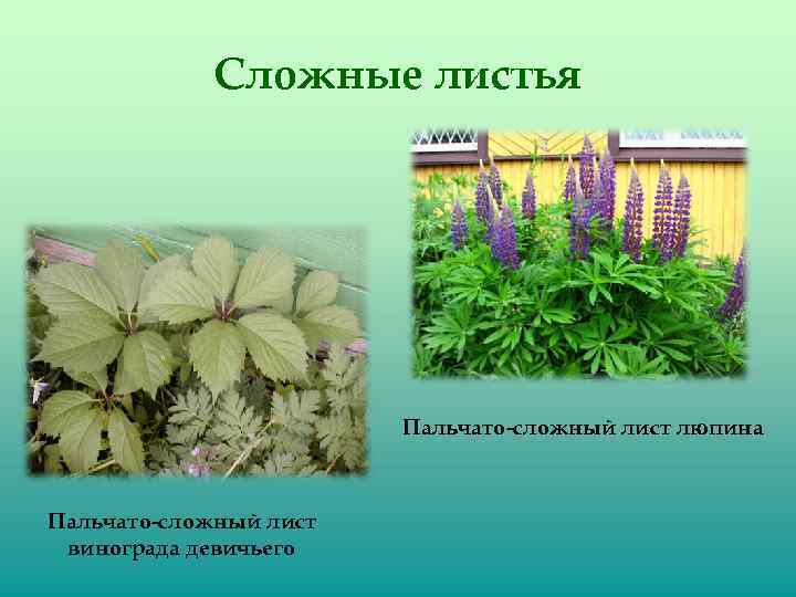 Сложные листья Пальчато-сложный лист люпина Пальчато-сложный лист винограда девичьего 