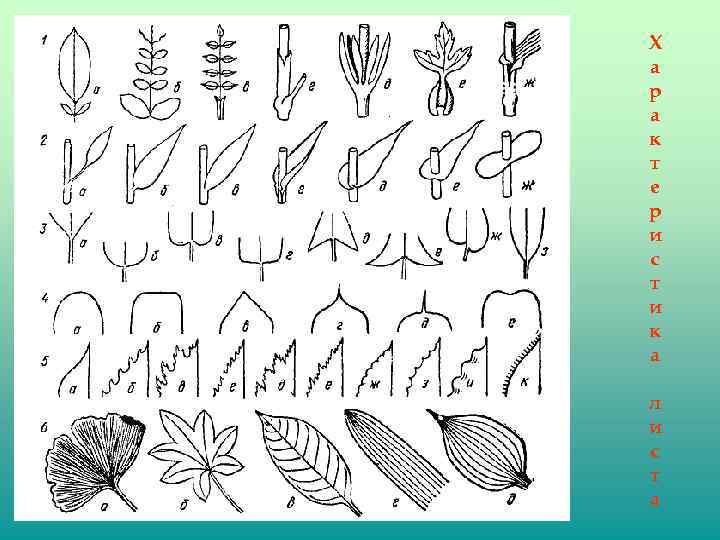 Х а р а к т е р и с т и к а