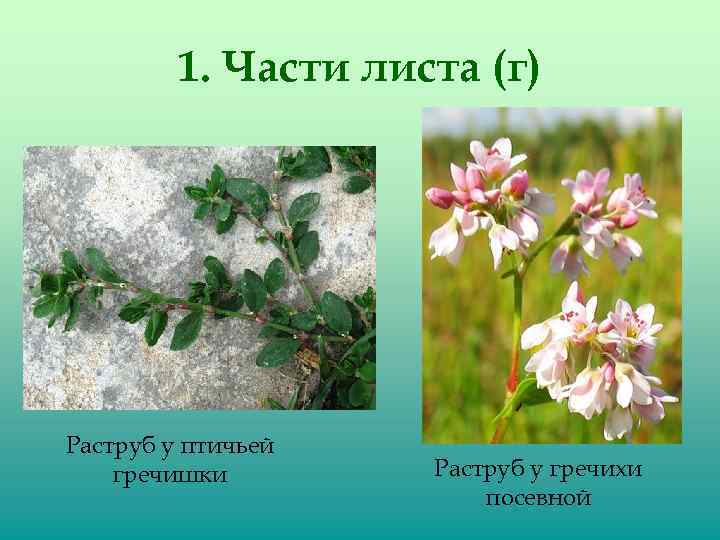 1. Части листа (г) Раструб у птичьей гречишки Раструб у гречихи посевной 