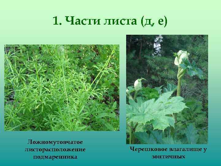 1. Части листа (д, е) Ложномутовчатое листорасположение подмаренника Черешковое влагалище у зонтичных 