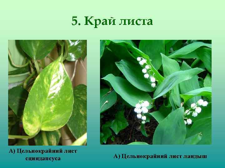 5. Край листа А) Цельнокрайний лист сциндапсуса А) Цельнокрайний лист ландыш 