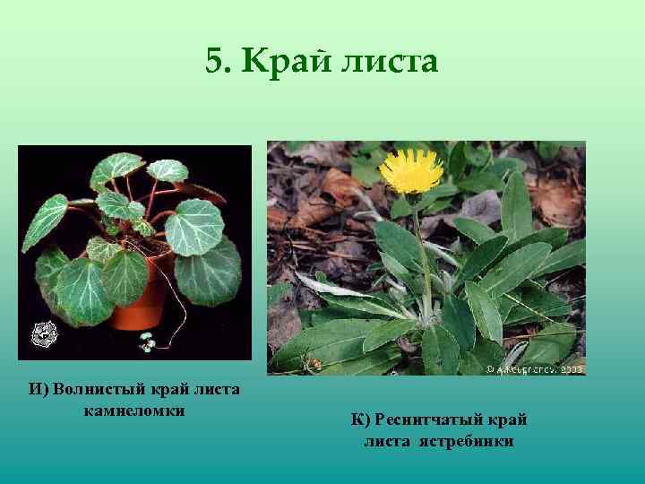 5. Край листа И) Волнистый край листа камнеломки К) Реснитчатый край листа ястребинки 