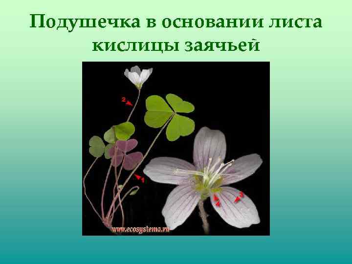 Подушечка в основании листа кислицы заячьей 