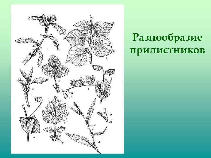 Разнообразие прилистников 