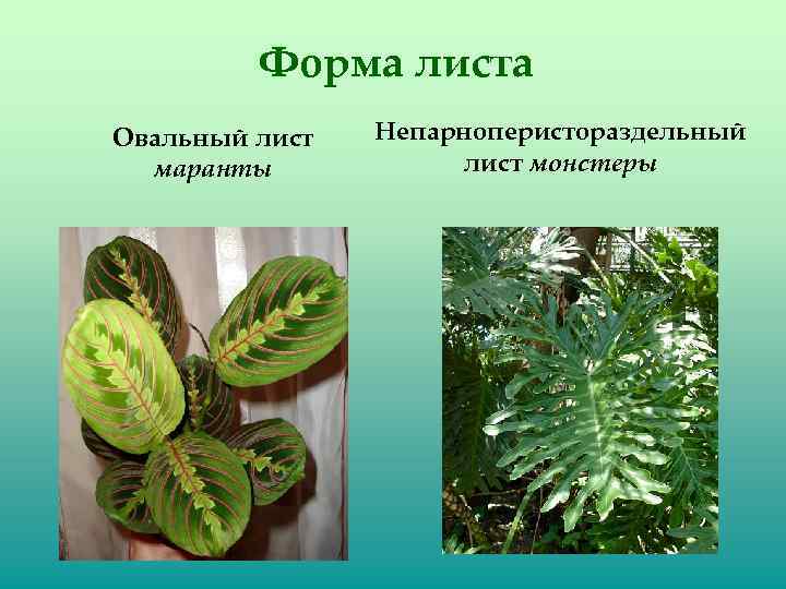 Форма листа Овальный лист маранты Непарноперистораздельный лист монстеры 