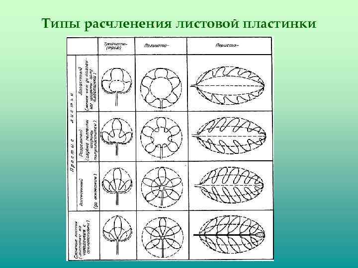 Лист тем