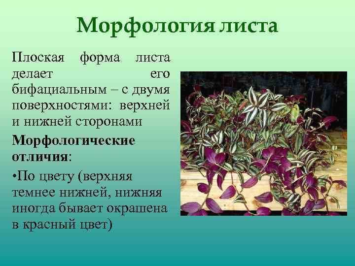 Морфология листа Плоская форма листа делает его бифациальным – с двумя поверхностями: верхней и
