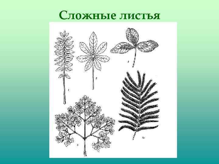 Сложные листья 