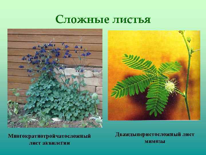 Сложные листья Многократнотройчатосложный лист аквилегии Дваждыперистосложный лист мимозы 