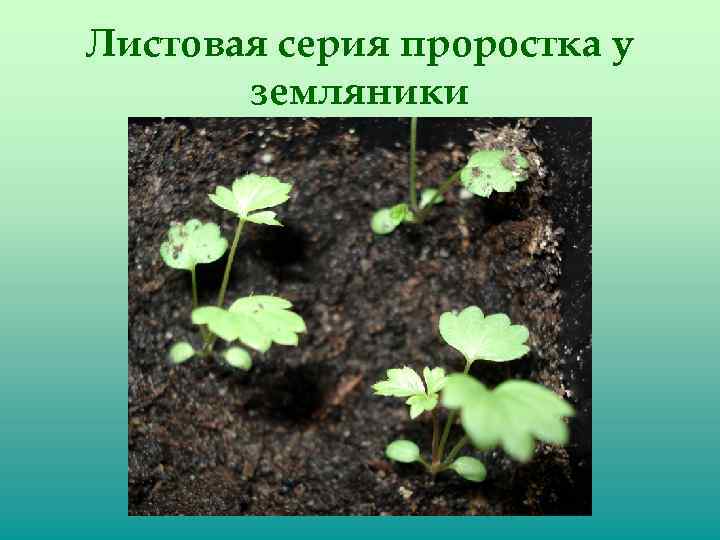 Листовая серия проростка у земляники 