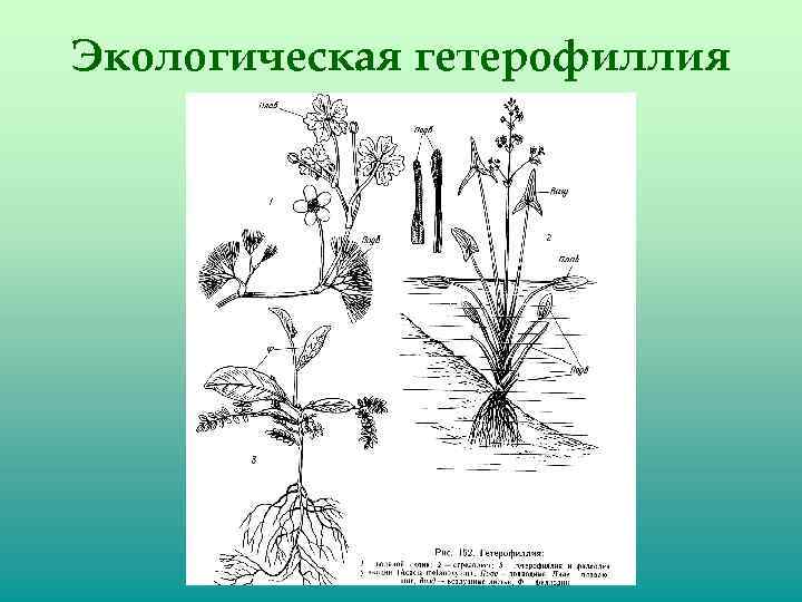 Экологическая гетерофиллия 