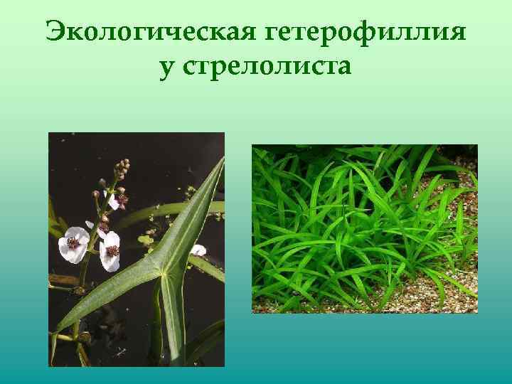 Экологическая гетерофиллия у стрелолиста 