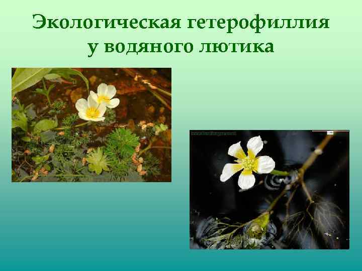 Экологическая гетерофиллия у водяного лютика 