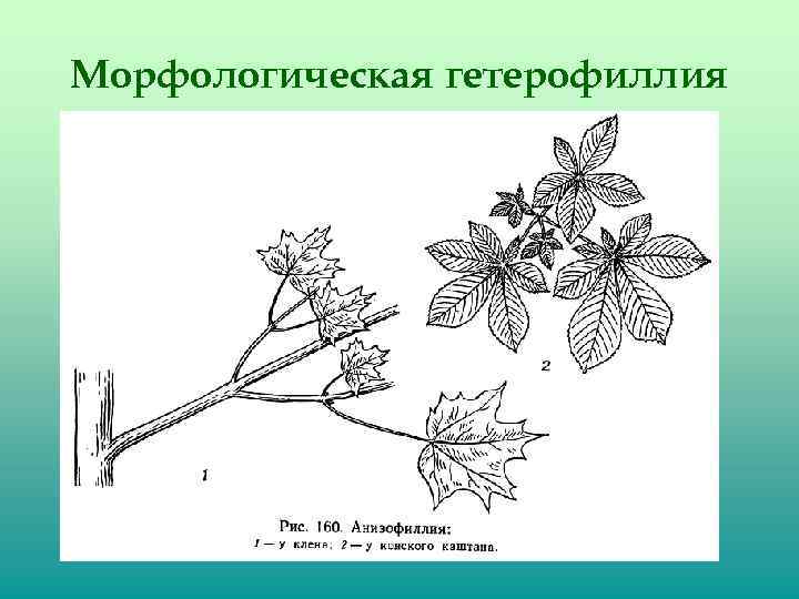 Морфологическая гетерофиллия 