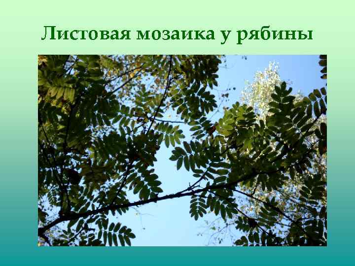 Листовая мозаика у рябины 