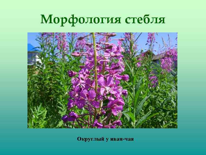 Морфология стебля Округлый у иван-чая 