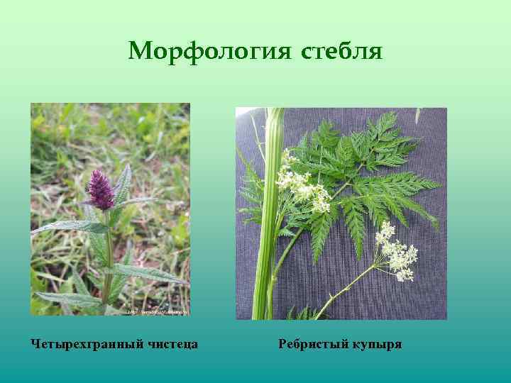 Морфология стебля Четырехгранный чистеца Ребристый купыря 