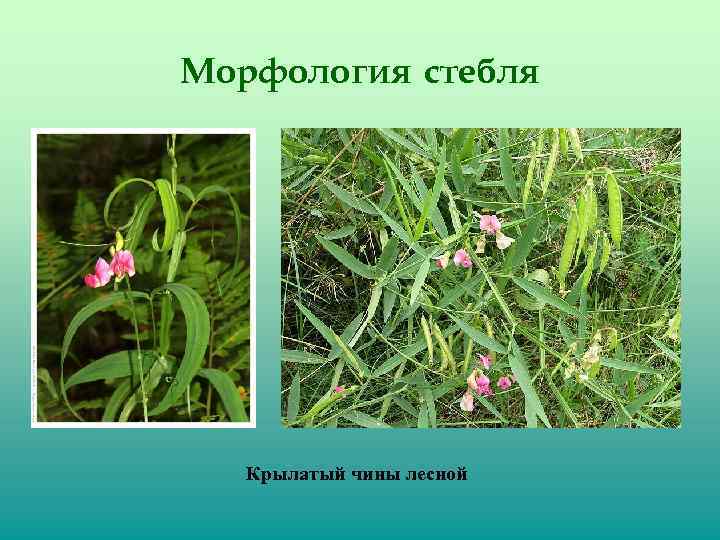 Морфология стебля Крылатый чины лесной 