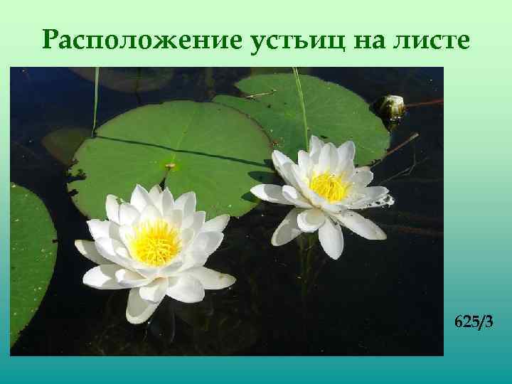 Расположение устьиц на листе 625/3 