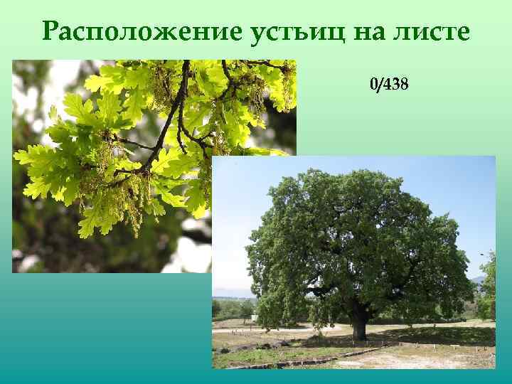 Расположение устьиц на листе 0/438 