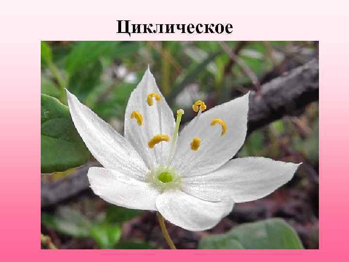 Циклическое 