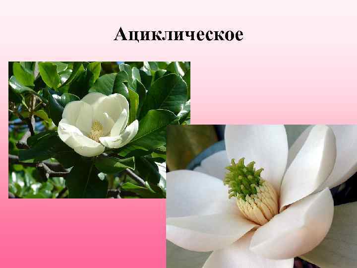 Ациклическое 