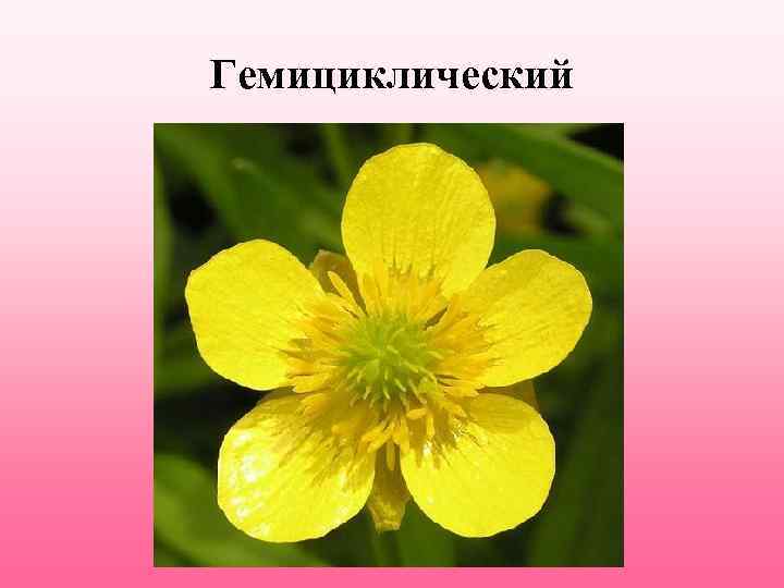 Гемициклический 