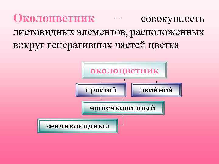 Околоцветник – совокупность листовидных элементов, расположенных вокруг генеративных частей цветка околоцветник простой двойной чашечковидный