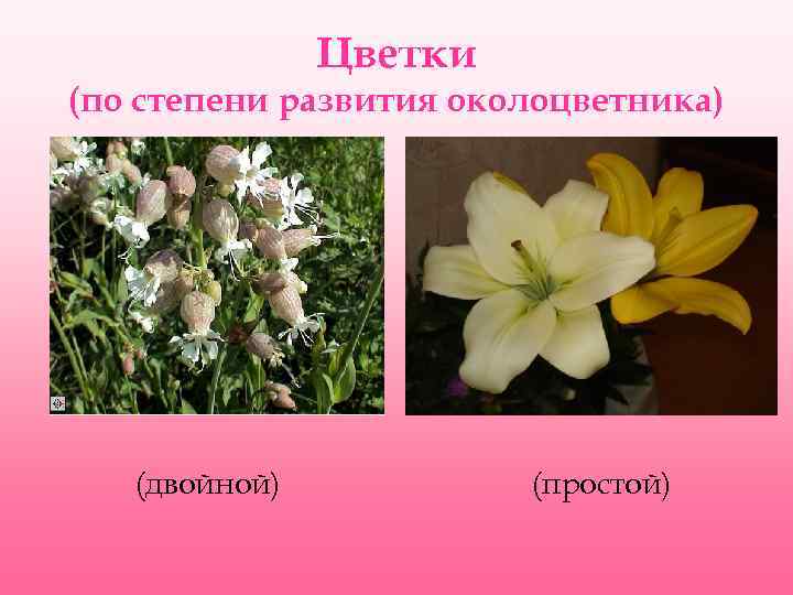 Цветки (по степени развития околоцветника) (двойной) (простой) 