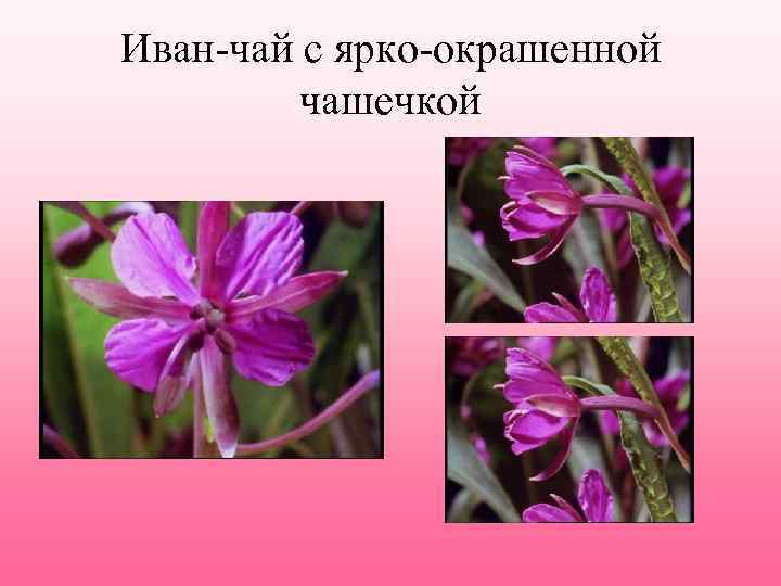 Иван-чай с ярко-окрашенной чашечкой 