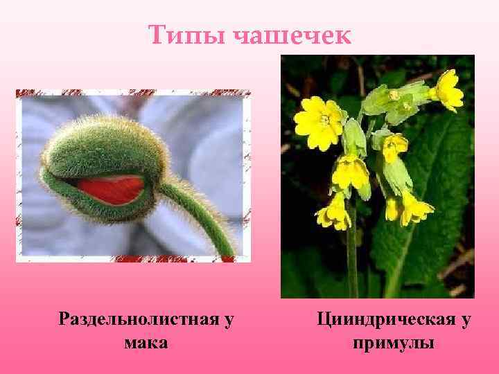 Типы чашечек Раздельнолистная у мака Цииндрическая у примулы 