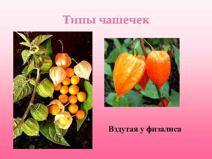 Типы чашечек Вздутая у физалиса 