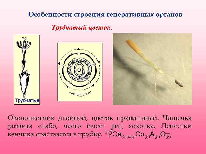 Лепестки венчика срастаются. Строение трубчатого цветка. Строение трубчатых цветков. Диаграмма трубчатого цветка. Рисунок строения трубчатого цветка.